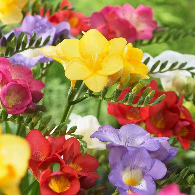 Single Freesia Mix - Image 2