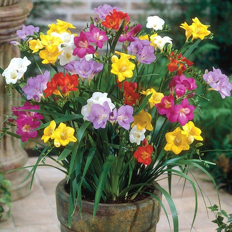 Single Freesia Mix - Image 3