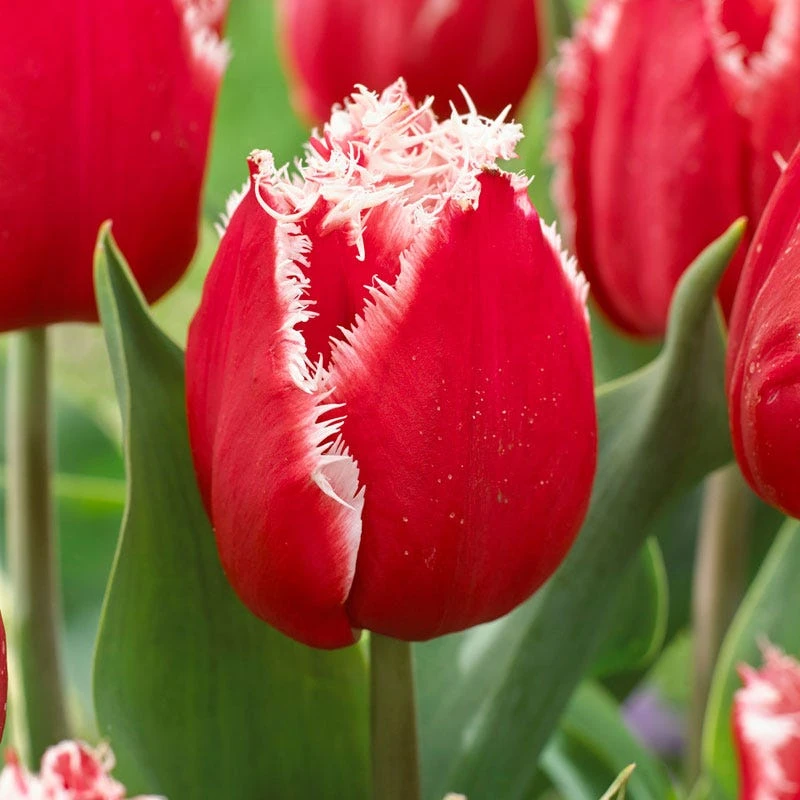 New Santa Fringed Tulip - Image 2