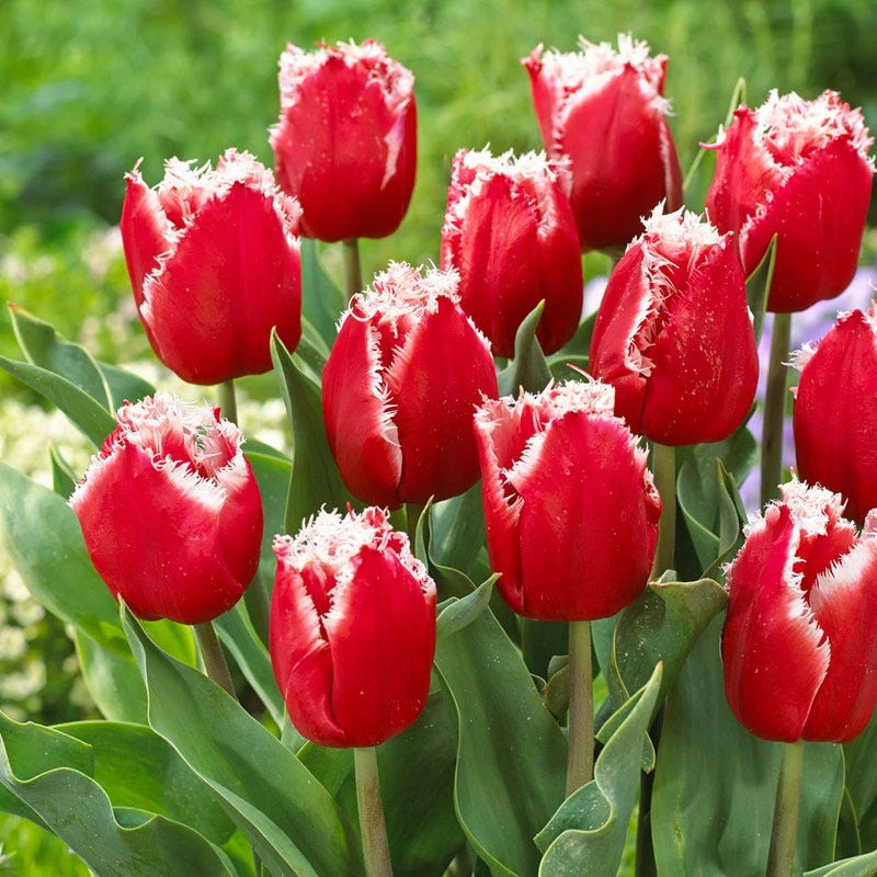 New Santa Fringed Tulip - Image 3