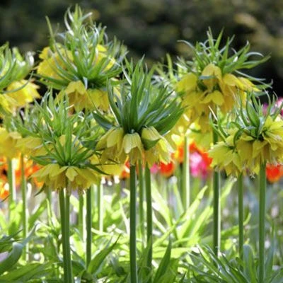 Yellow Crown Imperial - Image 5