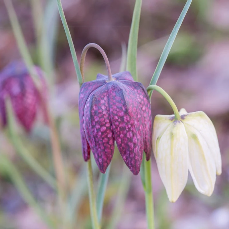 Chequered Lily Fritillaria Mix - Image 4