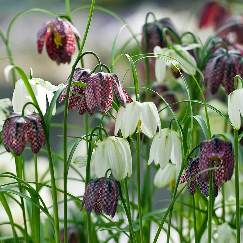 Chequered Lily Fritillaria Mix - Image 3