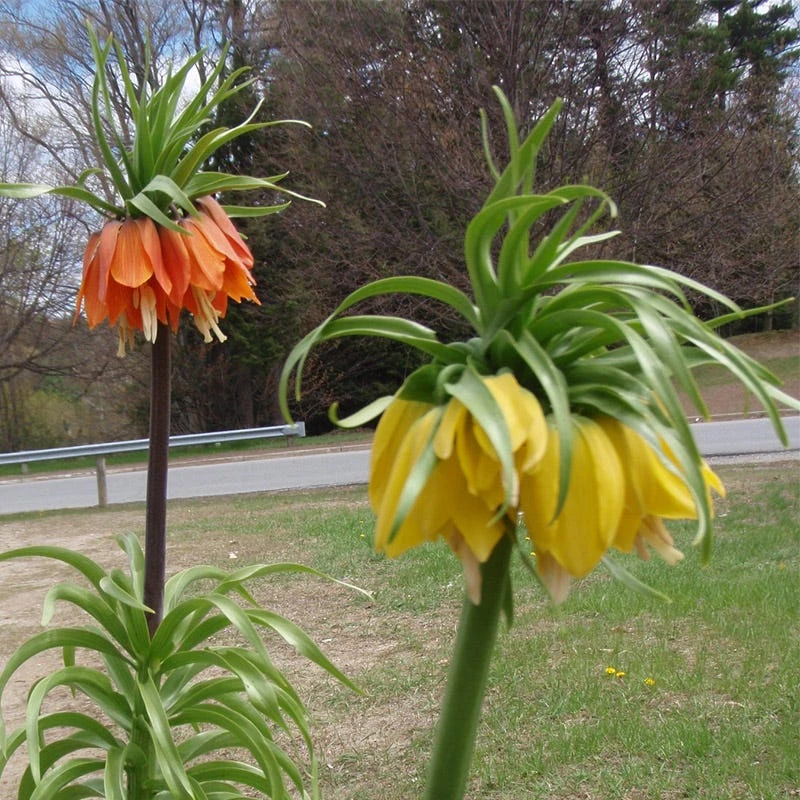 Yellow Crown Imperial - Image 7
