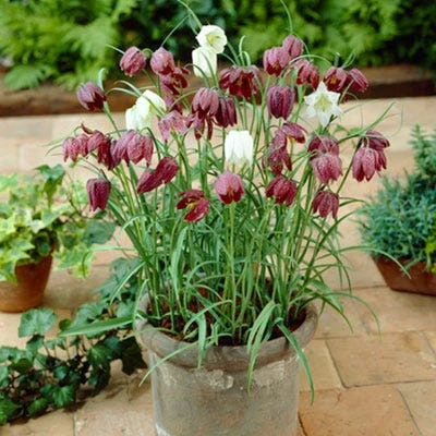 Chequered Lily Fritillaria Mix - Image 2