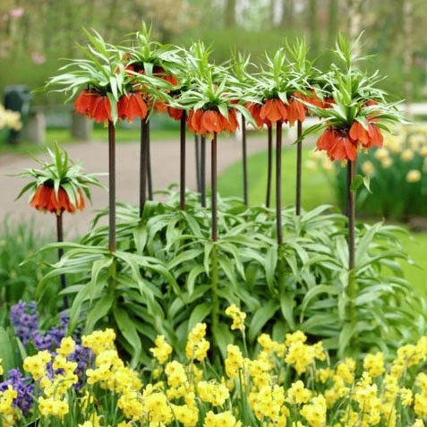 Red Crown Imperial - Image 2