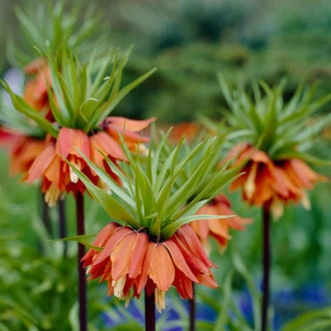 Red Crown Imperial - Image 6