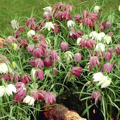 Chequered Lily Fritillaria Mix
