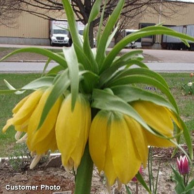 Yellow Crown Imperial - Image 3