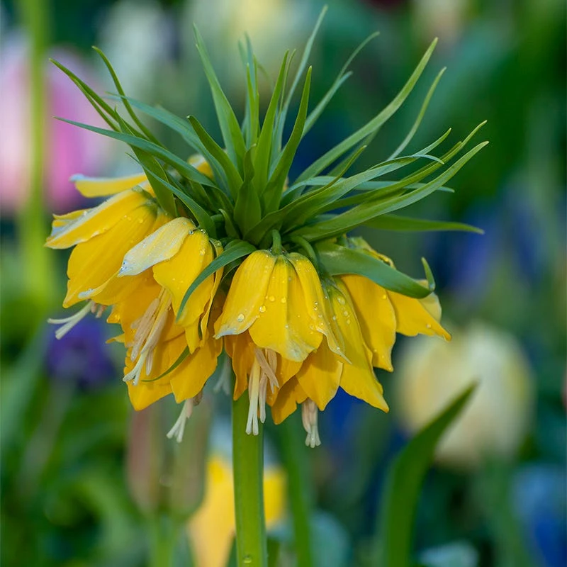 Yellow Crown Imperial - Image 6