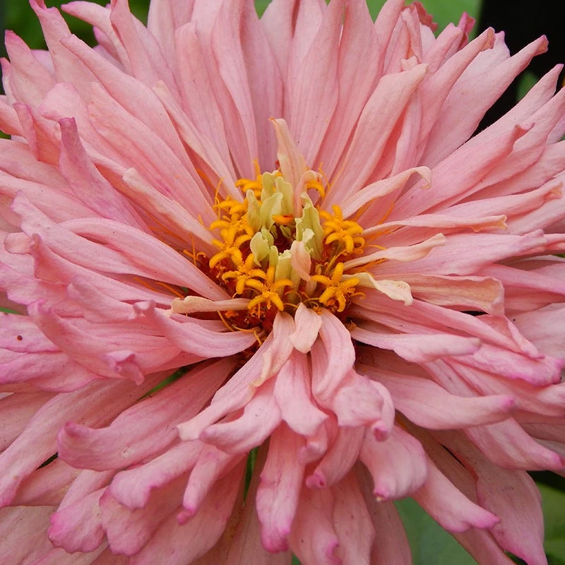 Rose Giant Cactus Zinnia Seeds