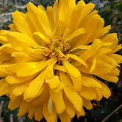 Yellow Giant Cactus Zinnia Seeds