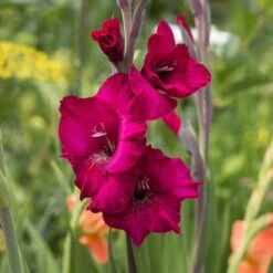 Rainbow Gladiolus Collection