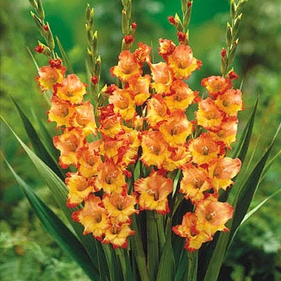 Princess Margaret Rose Gladiolus - Image 2