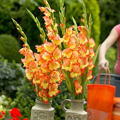 Princess Margaret Rose Gladiolus - Image 3