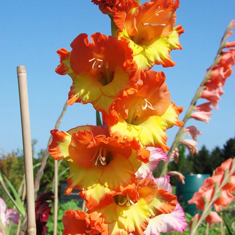 Princess Margaret Rose Gladiolus - Image 4