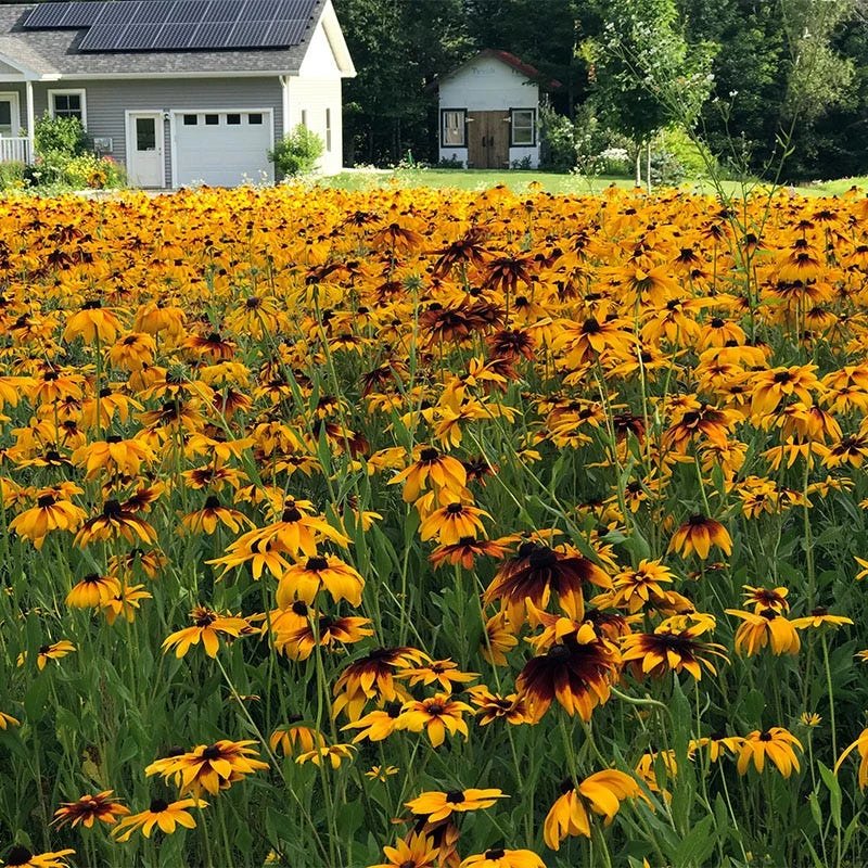 Gloriosa Daisy Seeds - Image 3