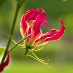 Gloriosa Lily