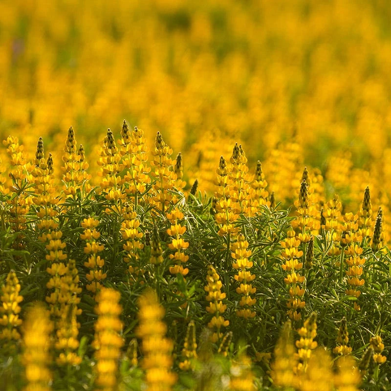 Yellow Wildflower Seed Mix - Image 4