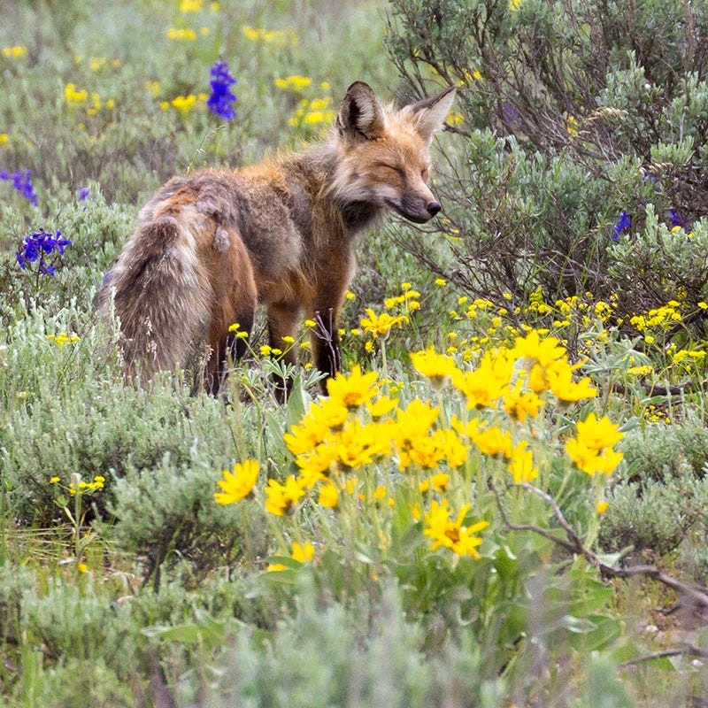 Colors Of Grand Teton Wildflower Seed Mix - Image 3