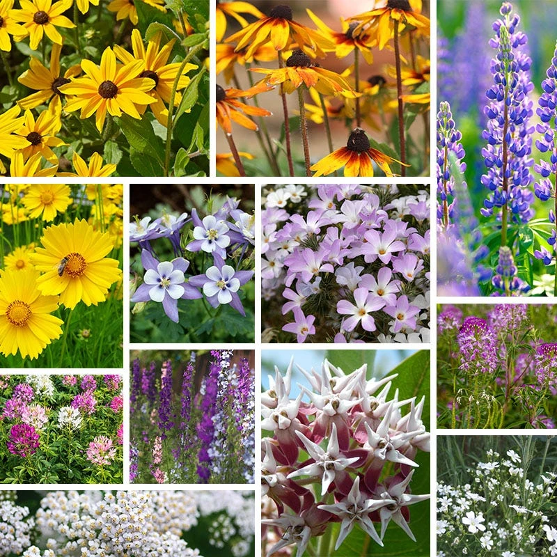 Colors Of Grand Teton Wildflower Seed Mix - Image 2