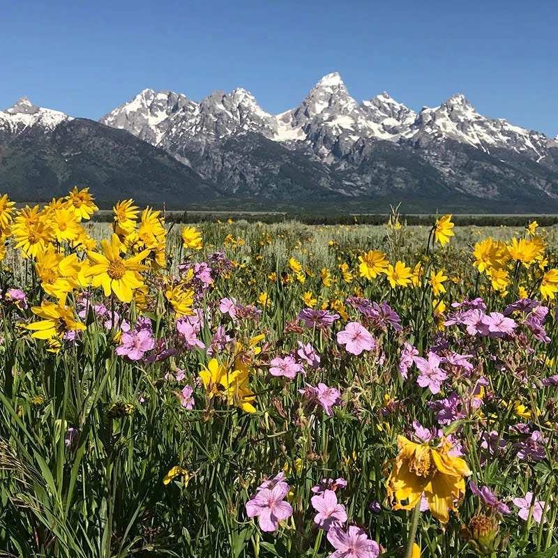 Colors Of Grand Teton Wildflower Seed Mix - Image 4