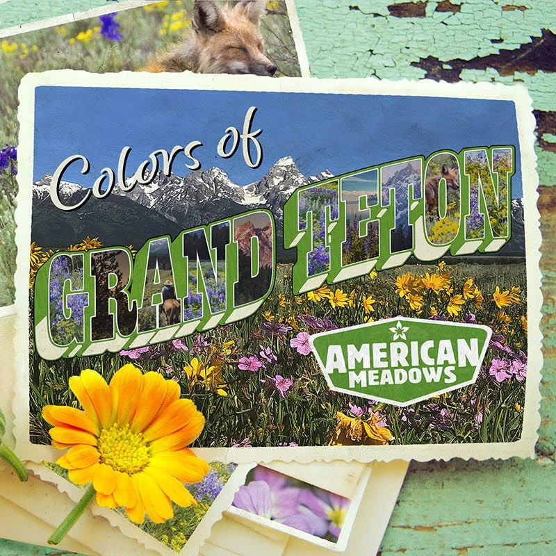 Colors Of Grand Teton Wildflower Seed Mix - Image 8