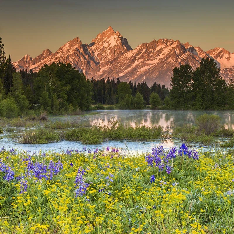Colors Of Grand Teton Wildflower Seed Mix - Image 5