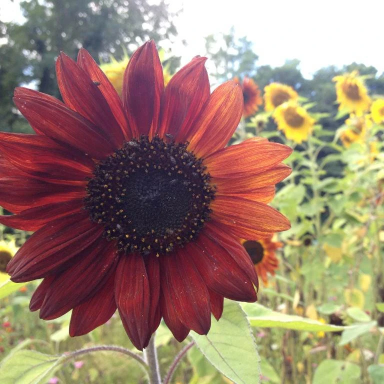 Sunflower Seeds Autumn Beauty - Image 8