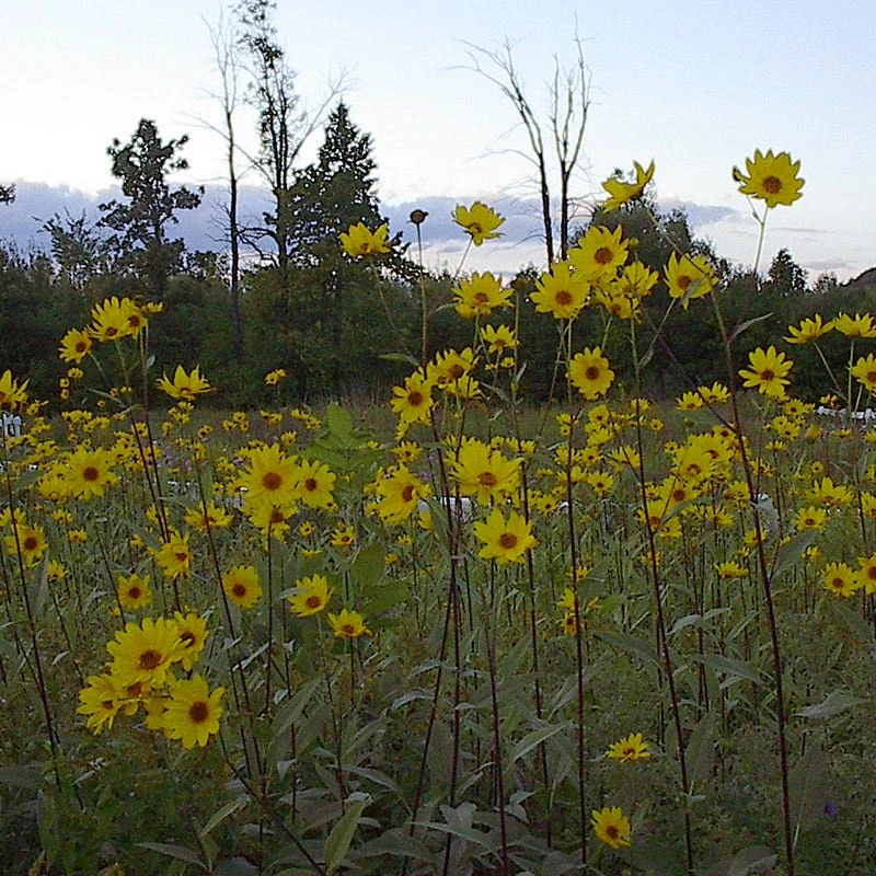 Maximilian Sunflower Seeds - Image 3