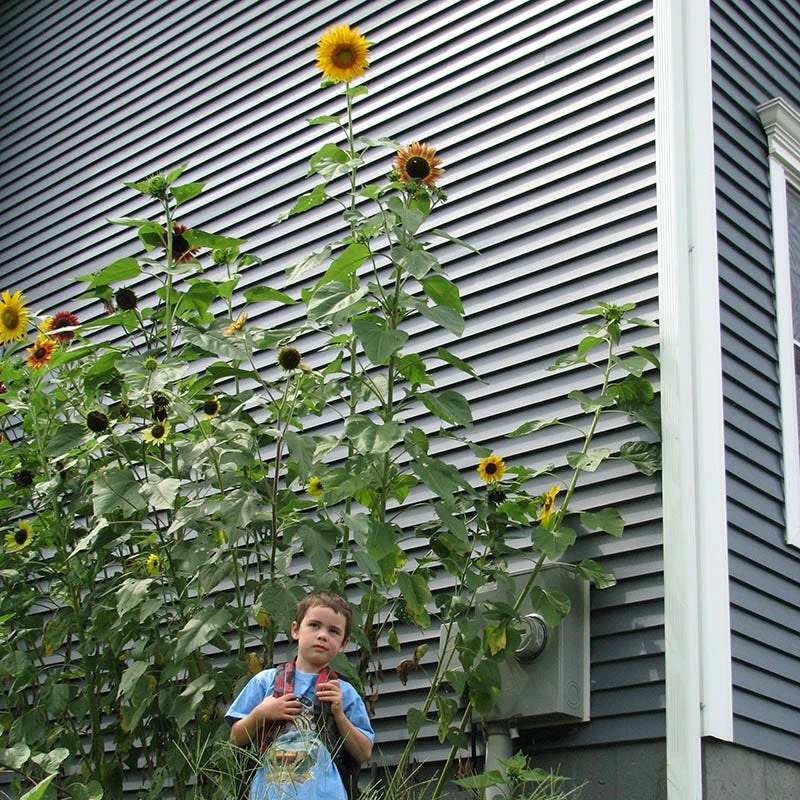 Sunflower Seeds Mammoth Grey Stripe - Image 6