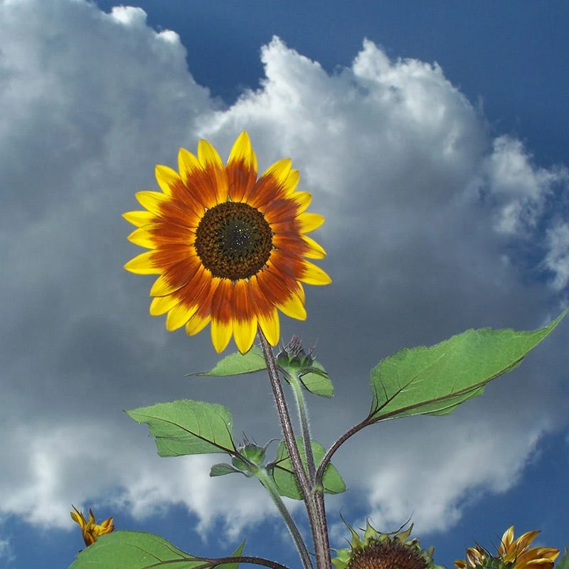 Sunflower Seeds Autumn Beauty - Image 5