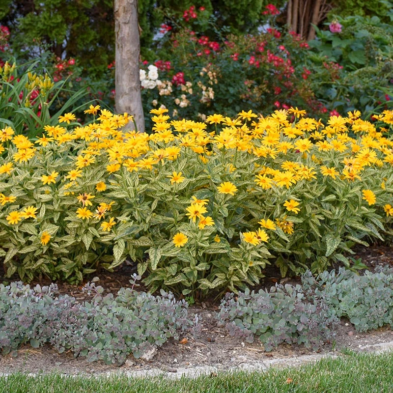 Sunstruck Heliopsis - Image 3