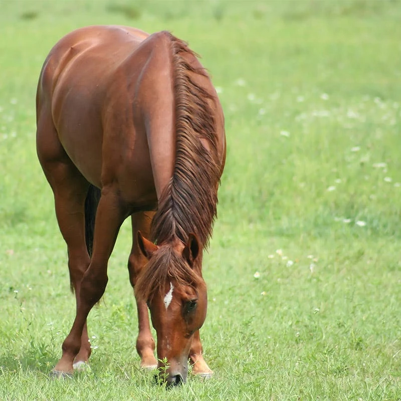 Horse Pasture And Hay Seed Mix - Image 8