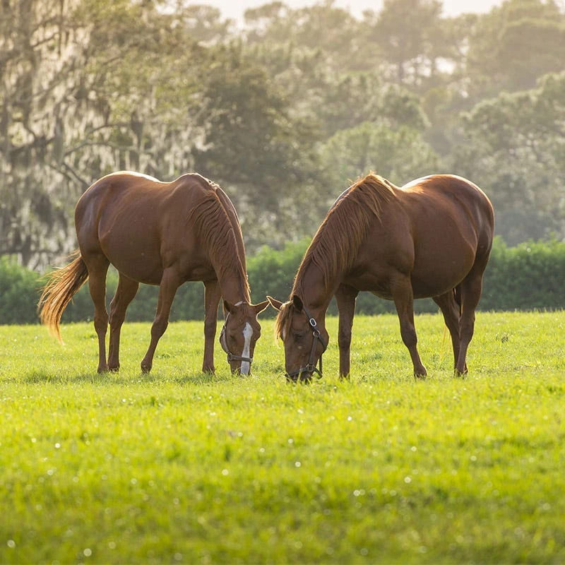 Horse Pasture And Hay Seed Mix - Image 5
