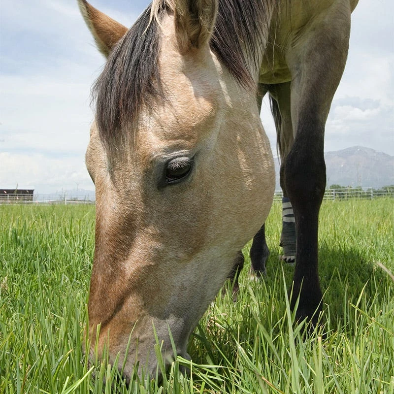 Horse Pasture And Hay Seed Mix - Image 3