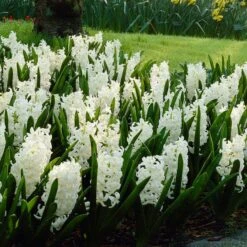Carnegie Hyacinth