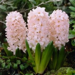 China Pink Hyacinth