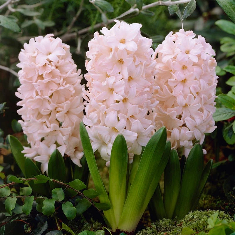 China Pink Hyacinth