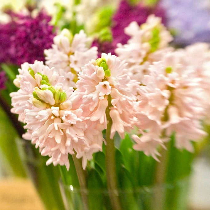 China Pink Hyacinth - Image 3