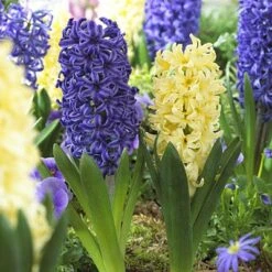 Fat Tuesday Hyacinth Mix