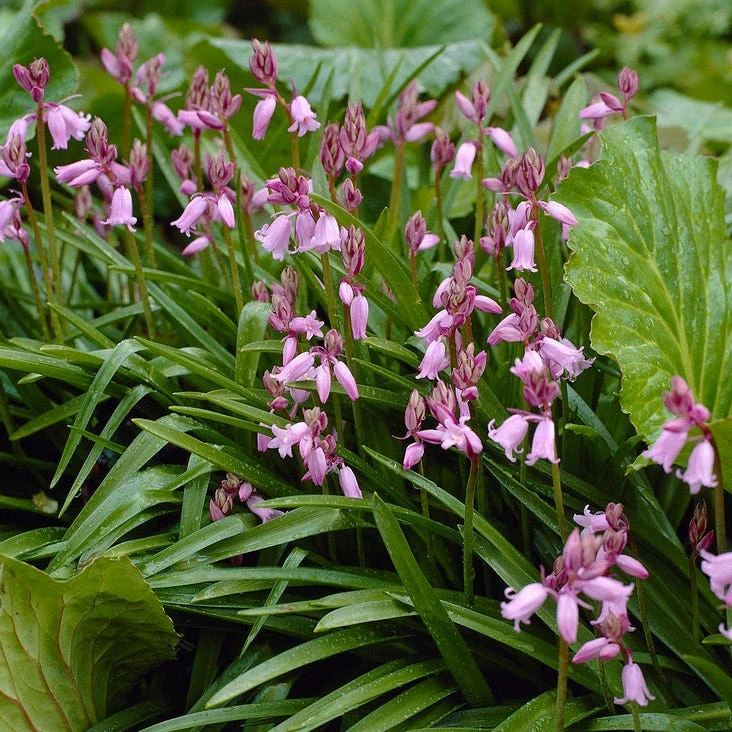 Pink Spanish Bluebells - Image 2
