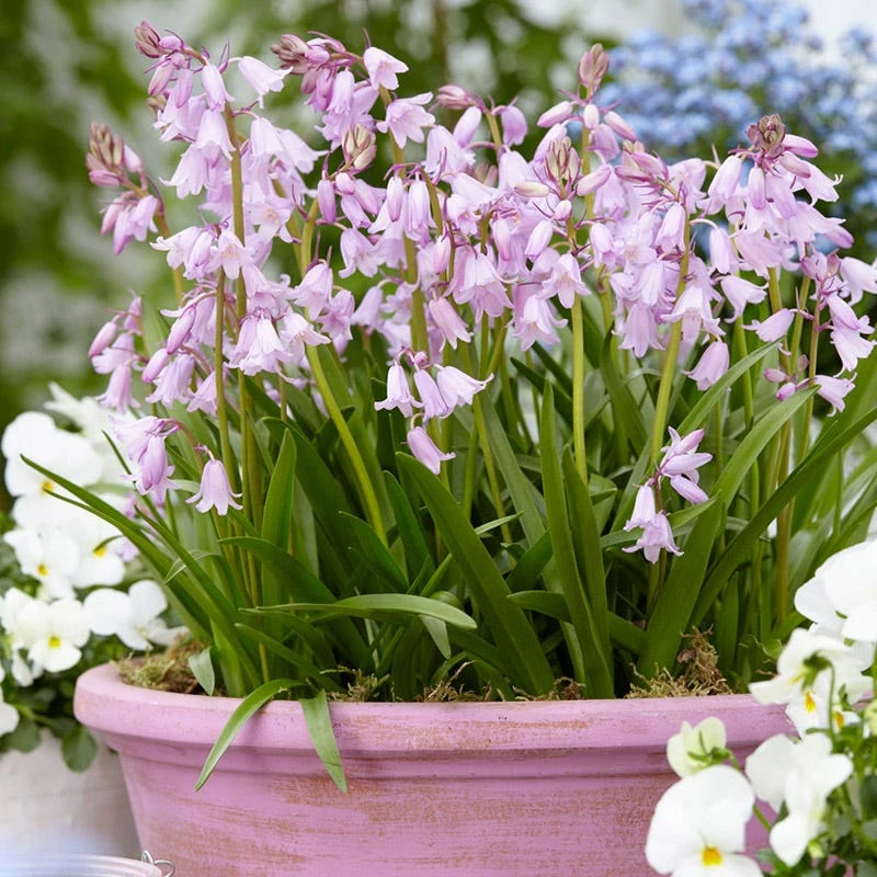 Pink Spanish Bluebells - Image 3