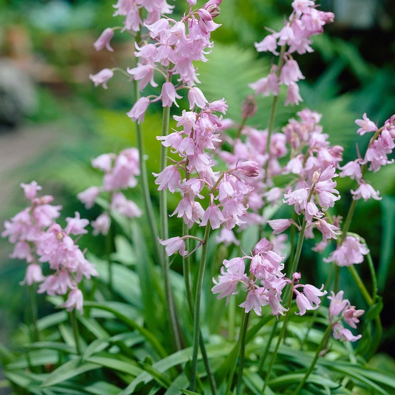 Pink Spanish Bluebells