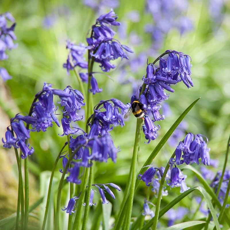 English Bluebells - Image 4