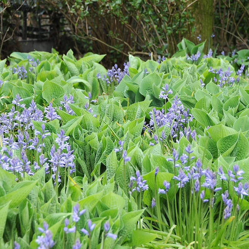 English Bluebells - Image 2