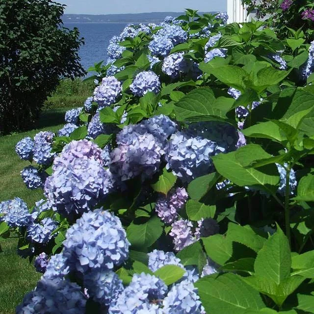 All Summer Beauty Mophead Hydrangea - Image 2