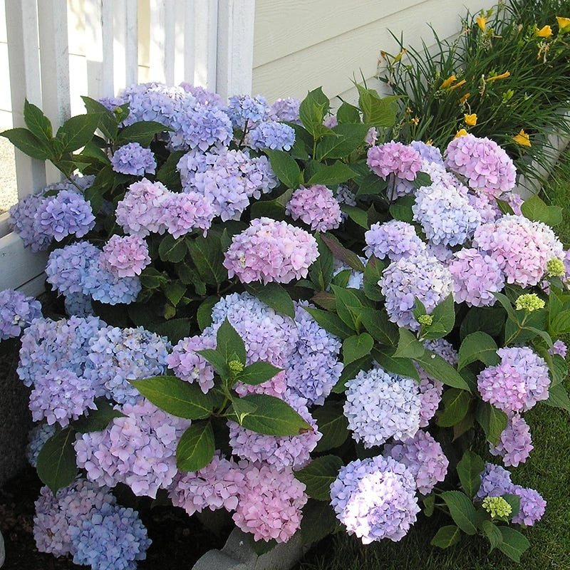 All Summer Beauty Mophead Hydrangea - Image 3