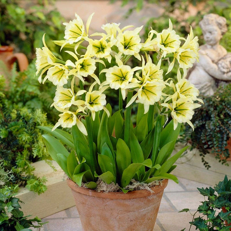 Sulphur Queen Peruvian Daffodil - Image 2