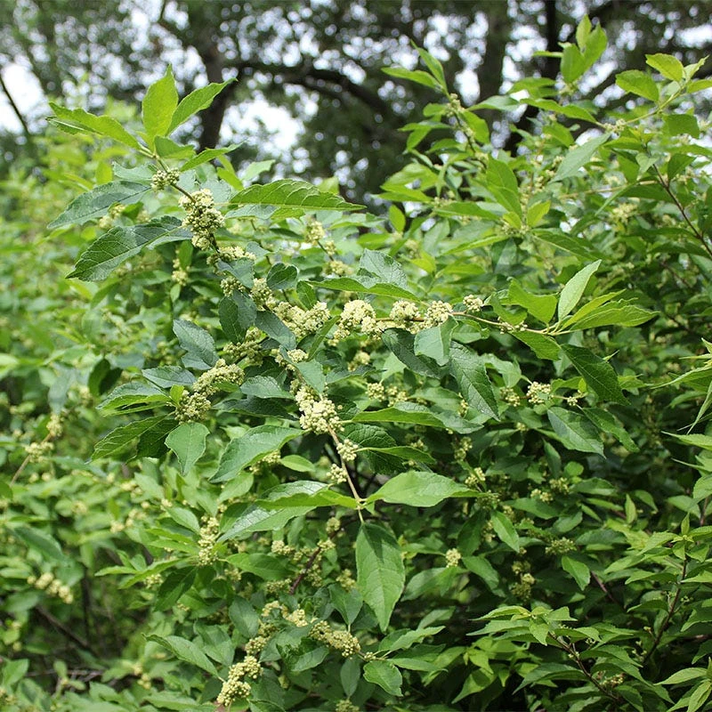 Southern Gentleman Winterberry - Image 2